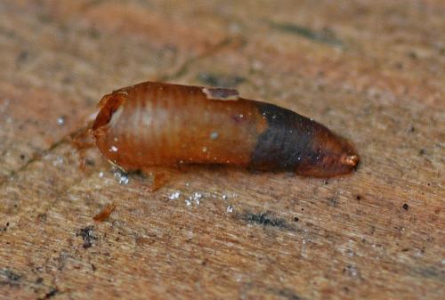Syrphinae